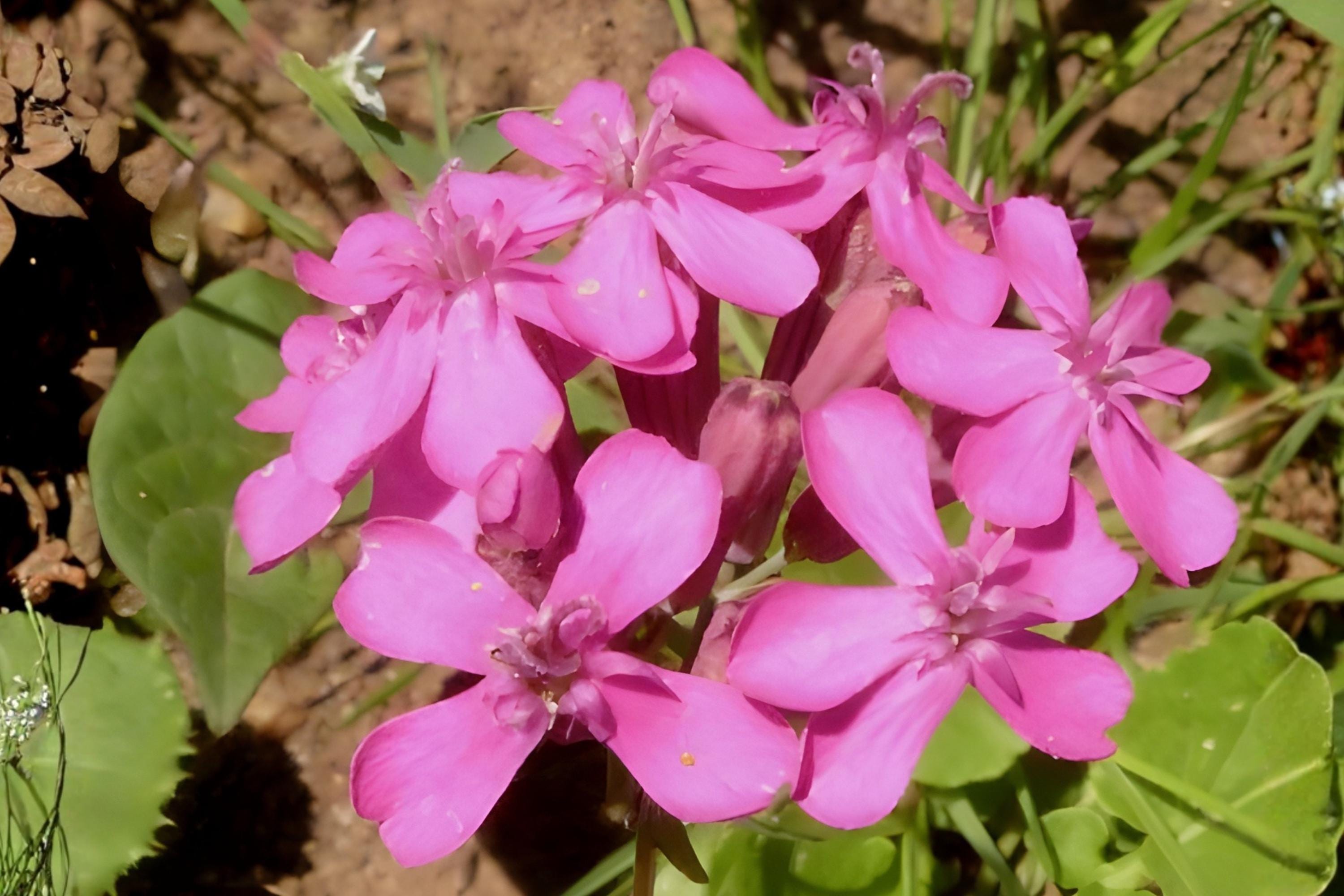 Sweet William Catchfly Seeds (Silene armeria) – Bright Pink Wildflower for Gardens, Borders & Pollinator Spaces