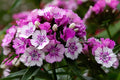 Sweet William Seeds 100 Dianthus barbatus Cottage Garden Fragrant Blooms for Borders, Containers & Cut Flowers