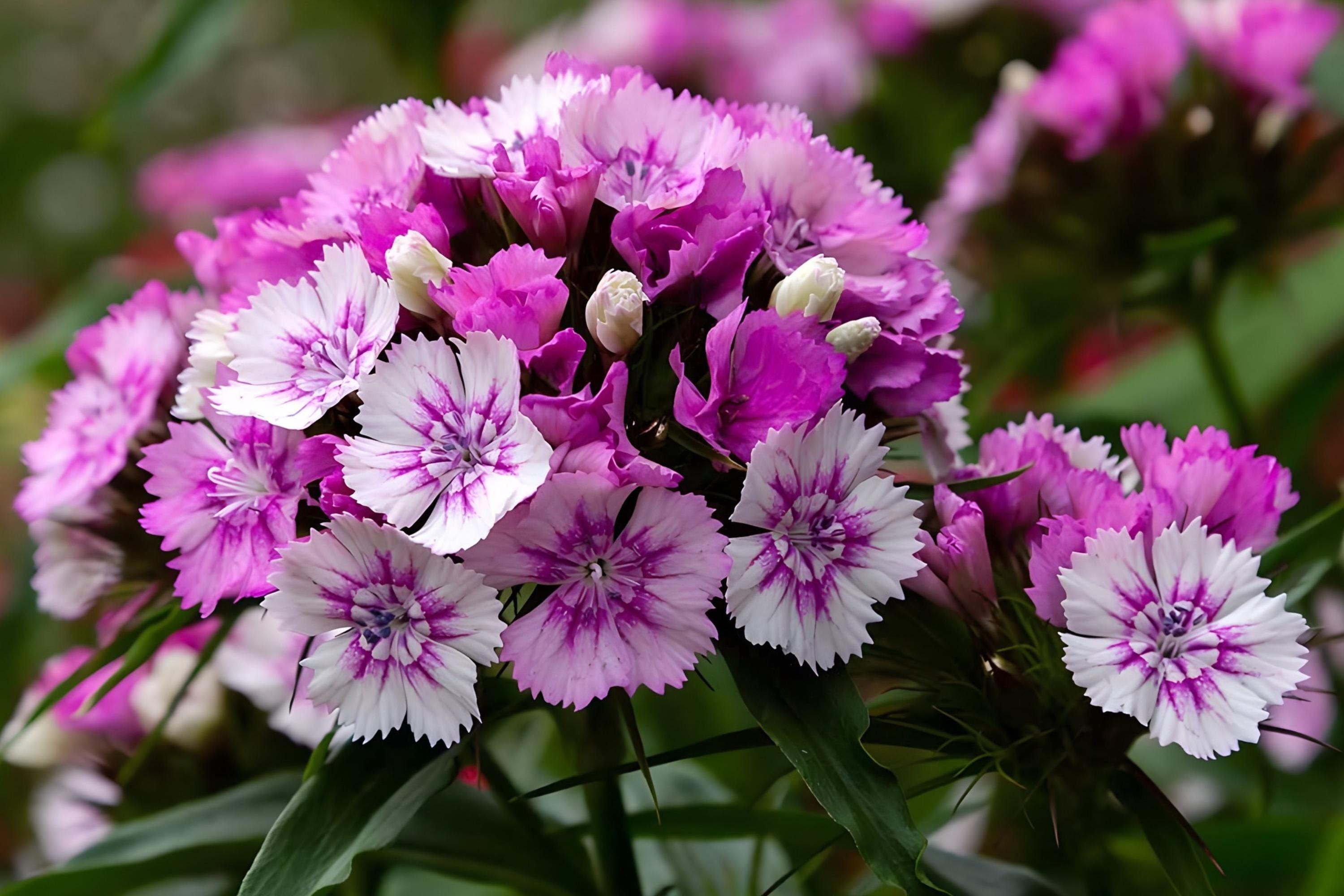 Sweet William Seeds 100 Dianthus barbatus Cottage Garden Fragrant Blooms for Borders, Containers & Cut Flowers