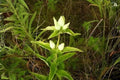 Cream Gentian Seeds 100 Pack | Native Wildflower Gentiana flavida for Woodland Gardens & Pollinator Habitats