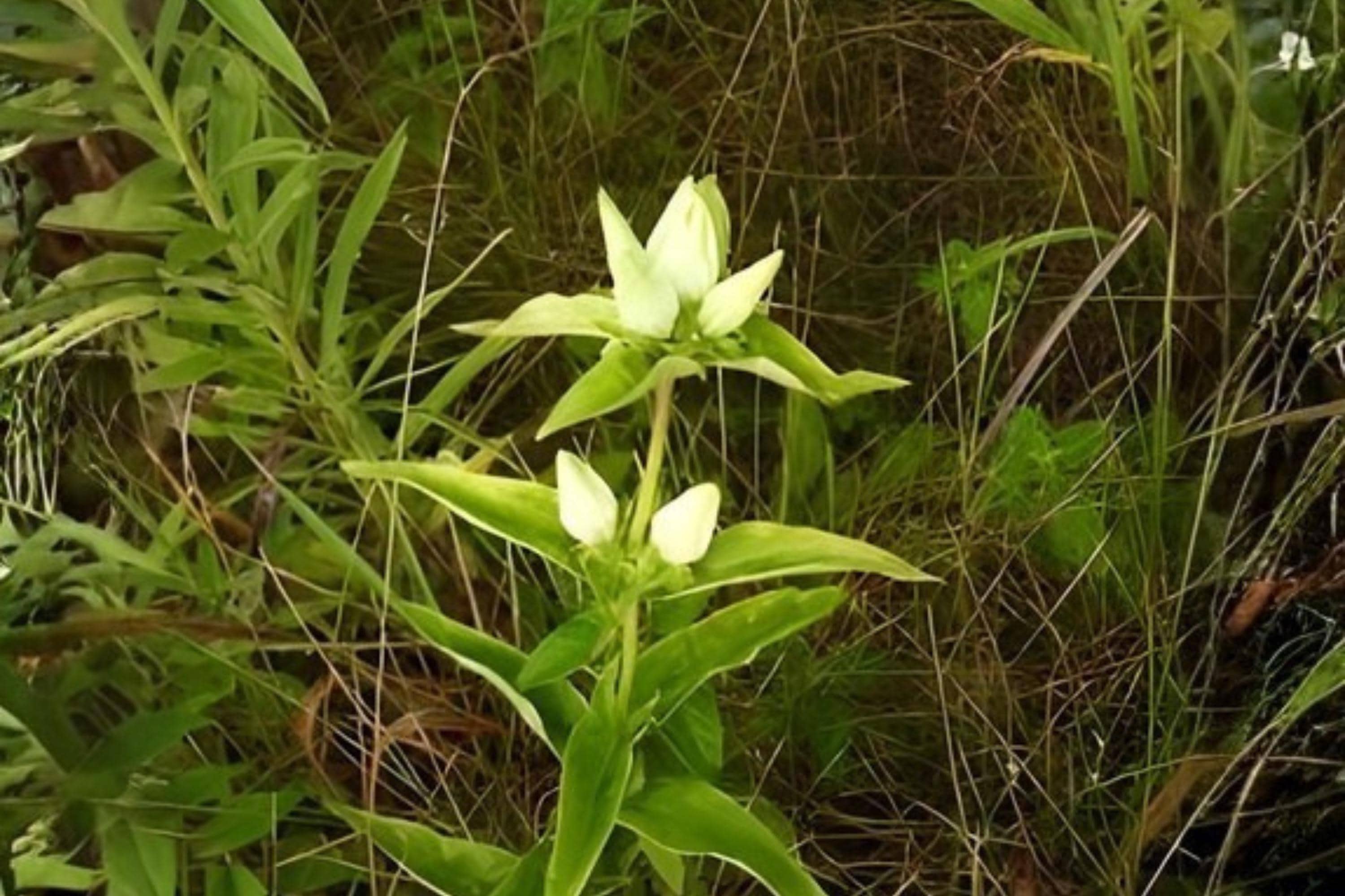 Cream Gentian Seeds 100 Pack | Native Wildflower Gentiana flavida for Woodland Gardens & Pollinator Habitats