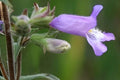 Penstemon Seeds – Slender Beardtongue (Penstemon gracilis) Native Wildflower for Pollinator Gardens & Drought Tolerance