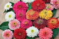 California Giant Zinnia Seeds – Zinnia elegans, Large Colorful Blooms, Annual Flower for Garden Beds & Containers