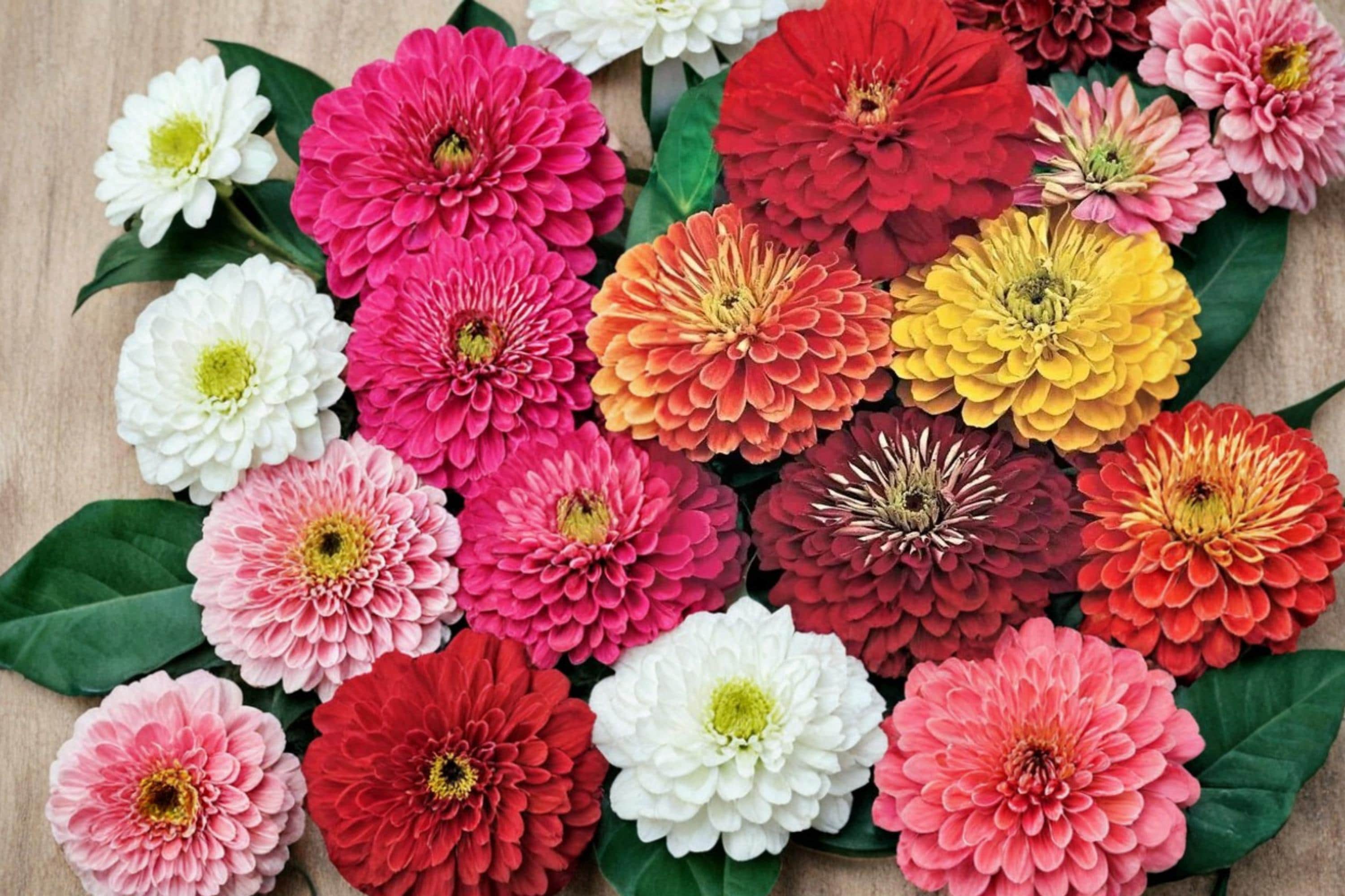 California Giant Zinnia Seeds – Zinnia elegans, Large Colorful Blooms, Annual Flower for Garden Beds & Containers