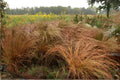 Little Bluestem Seeds 100 Schizachyrium scoparium Native Prairie Grass for Landscaping, Wildlife Habitat