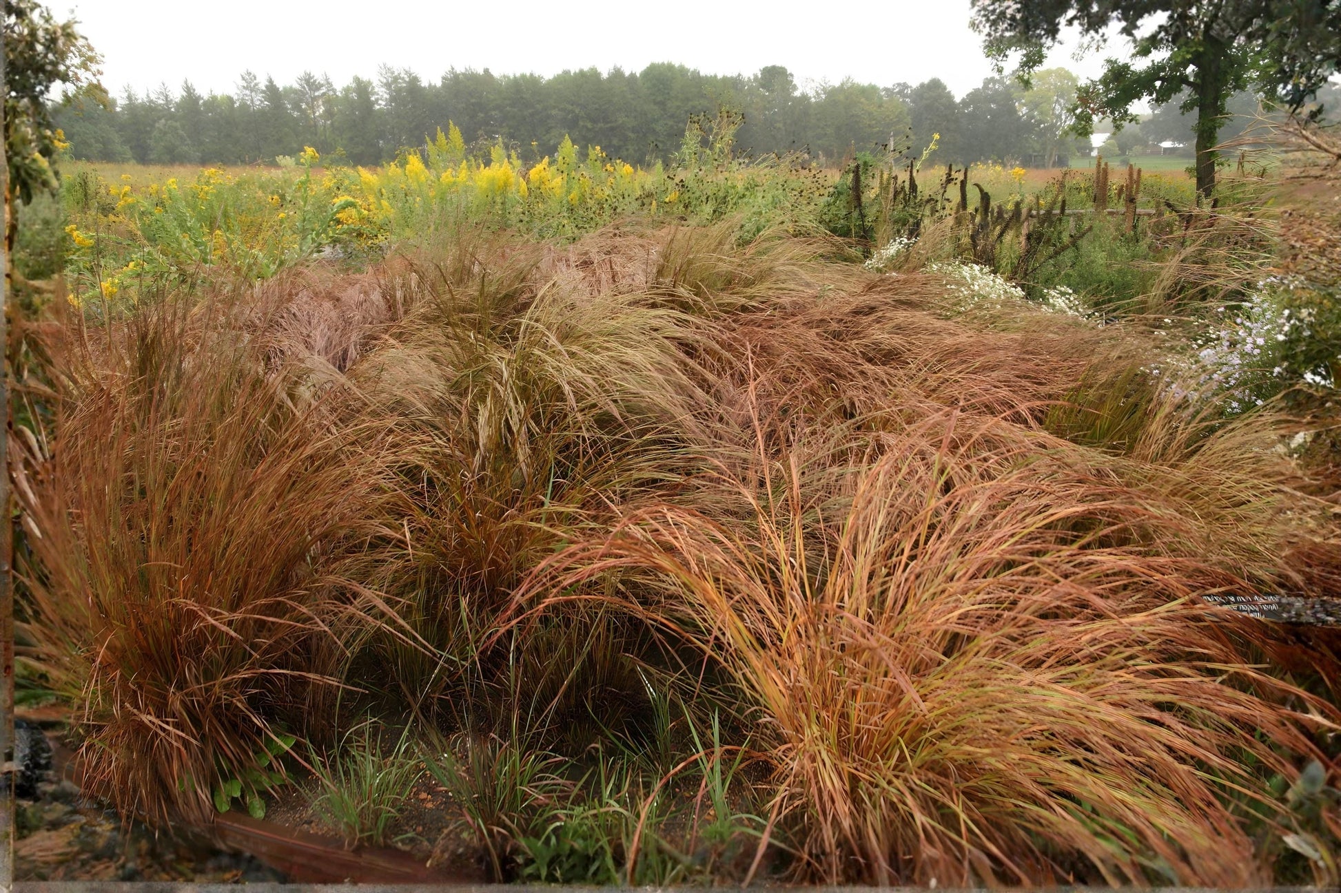 Little Bluestem Seeds 100 Schizachyrium scoparium Native Prairie Grass for Landscaping, Wildlife Habitat