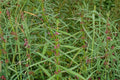 Scarlet Toothcup Seeds 1000 Ammannia coccinea Wetland Native Annual Plant for Pond Edges