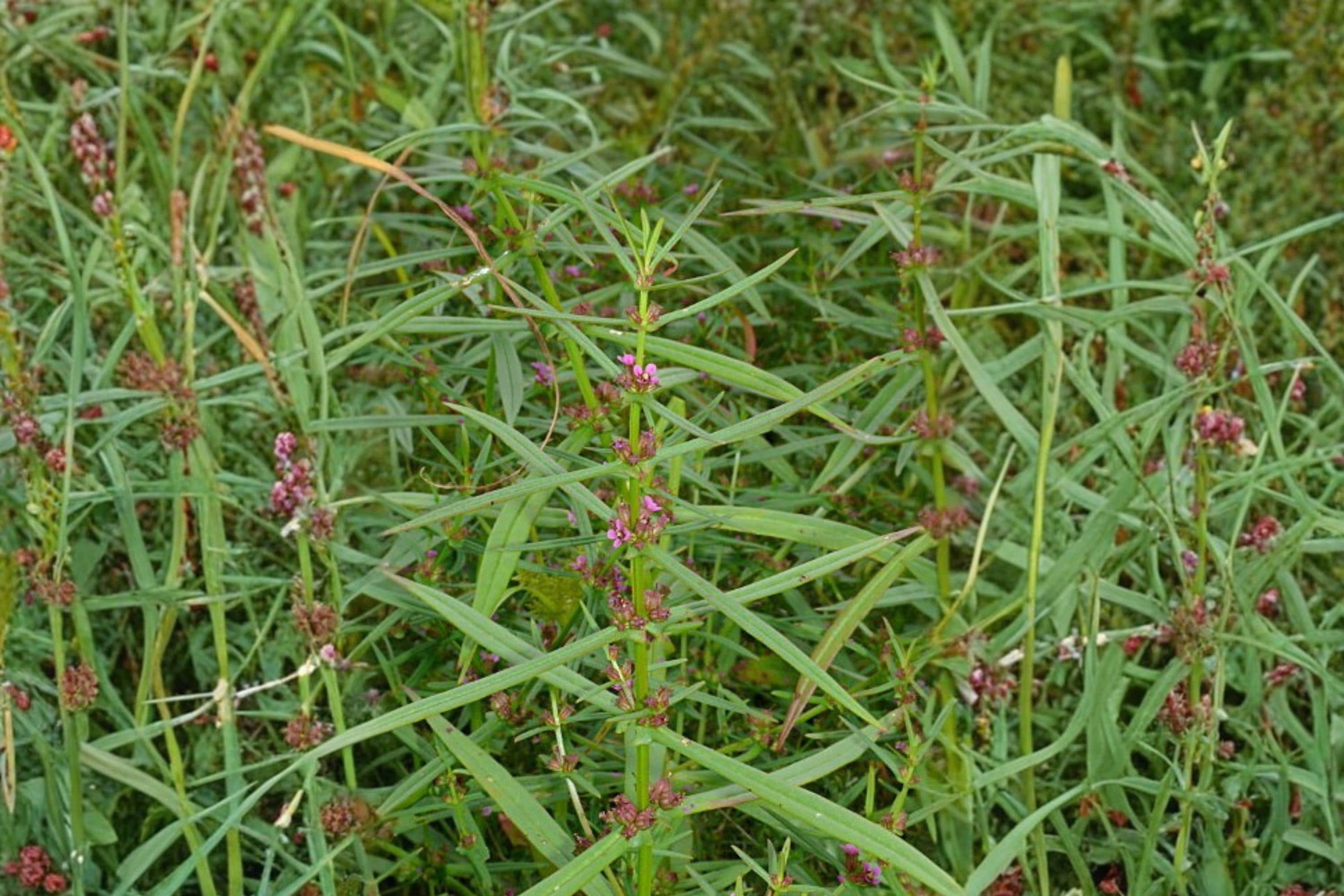 Scarlet Toothcup Seeds 1000 Ammannia coccinea Wetland Native Annual Plant for Pond Edges
