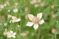 Thimbleweed Seeds 100 Anemone cylindrica Native Perennial White Wildflower Prairie Meadow Plant