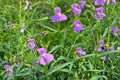 Monkey Flower Seeds 1000 Pack – Mimulus ringens – Native Wetland Perennial with Blue to Violet Tubular Flowers