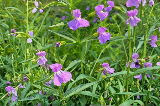 Monkey Flower Seeds 1000 Pack – Mimulus ringens – Native Wetland Perennial with Blue to Violet Tubular Flowers