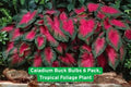 Caladium Buck Bulbs 6 Pack | Tropical Foliage Plant with Vibrant Multicolor Leaves | Caladium bicolor