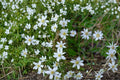 Upland White Goldenrod Seeds 100 Oligoneuron album Native Perennial Wildflower for Prairie & Meadow Gardens