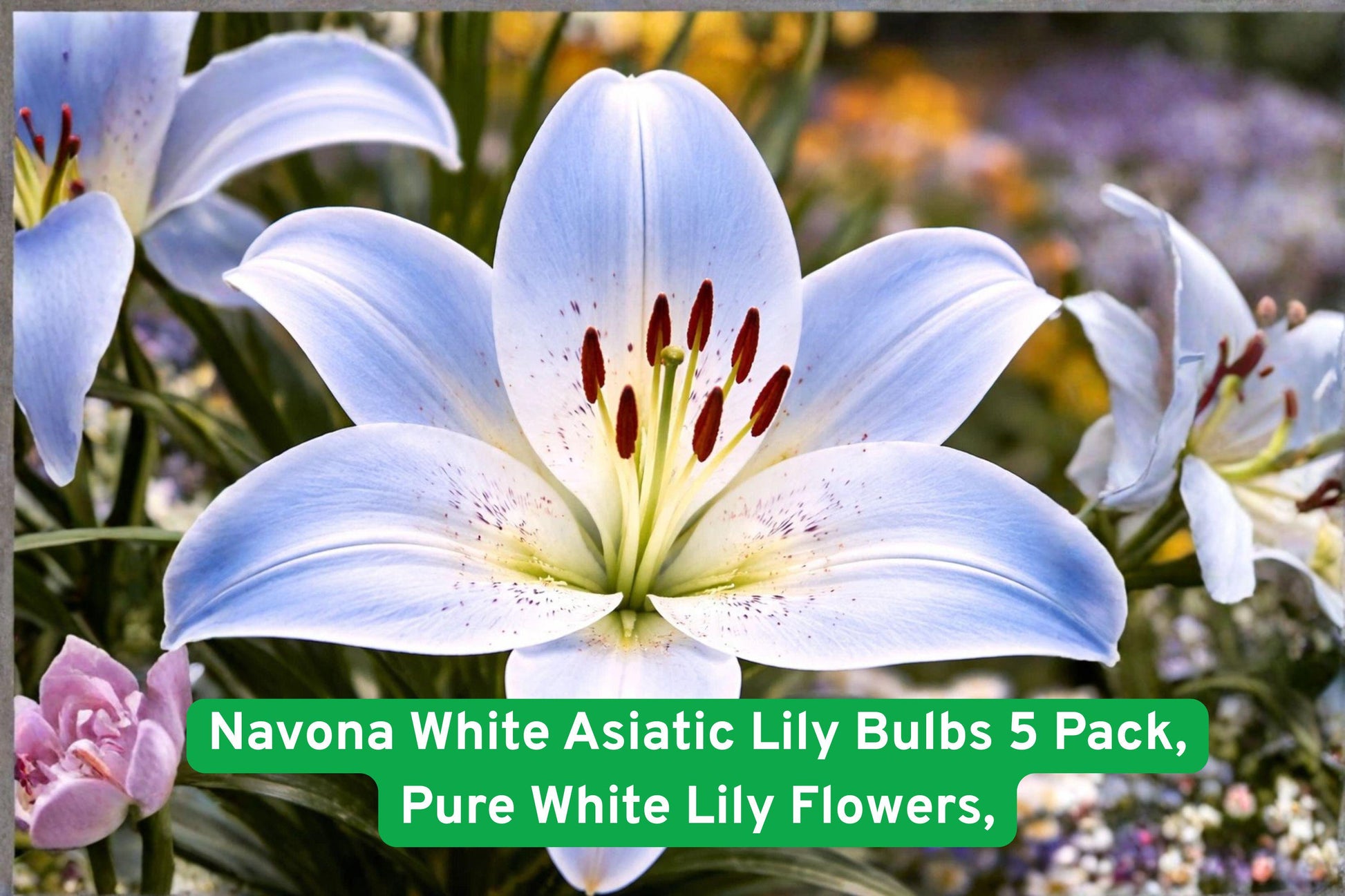 Navona White Asiatic Lily Bulbs 5 Pack – Pure White Perennial Flowering Bulbs for Garden Beds & Containers