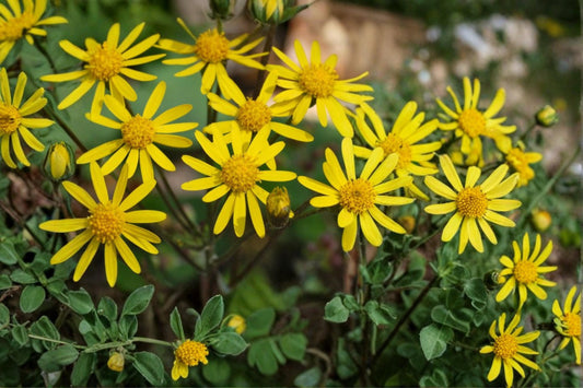 Golden Ragwort Seeds – Packera aurea, Bright Yellow Daisy-Like Flowers, Native Perennial for Woodland & Meadow Gardens