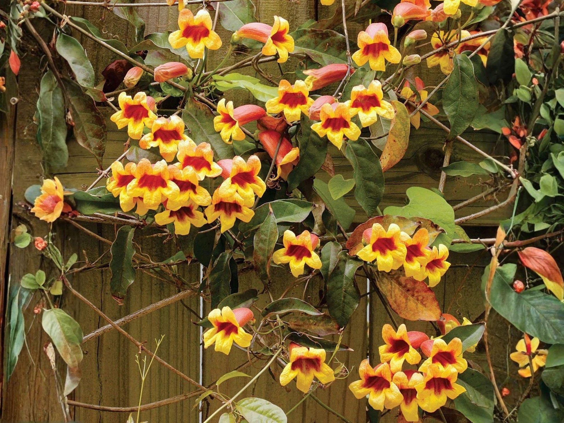 Live Crossvine Plants – Tangerine Beauty Trumpet Flower Vine, Climbing Ornamental, Bignonia capreolata, 2–4 Inches Tall