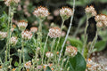 Prairie Pussytoes Seeds 100 Pack – Antennaria neglecta, Drought Tolerant Ground Cover, White Wildflower, Native Perennial Plant