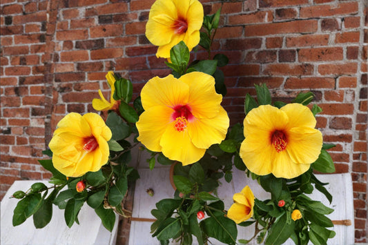 Hardy Yellow Rose of Sharon Seeds – Hibiscus hamabo, Deciduous Shrub with Yellow Flowers, Garden Hedge & Border Plant