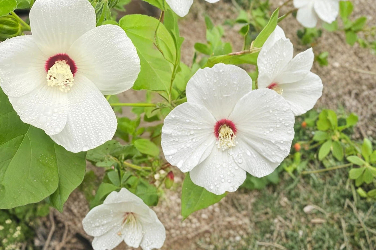 Hairy-fruited Hibiscus Seeds – Hibiscus lasiocarpos, Perennial Wetland Plant, Pink to White Flowers, Moist Soil, Pond Edge, 25 Seeds