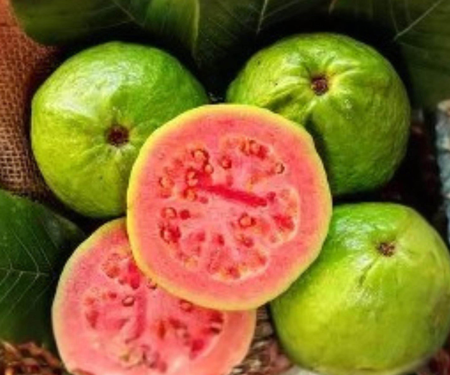 Grafted Ruby Guava Tree Live Plant, 1 Gallon, Tropical Fruit, Small Tree, Psidium guajava