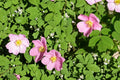 Common Wild Rose Seeds – Rosa woodsii – Pink Flowers, Deciduous Shrub, Native Prairie Plant, Hedge & Landscape Shrub