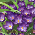 Crocus Bulbs 20 Pack, Ruby Giant Purple Early Spring Blooming Crocus ‘Ruby Giant’ (Crocus)
