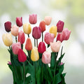 Mixed Tulip Bulbs 25 Pack | Tulipa | Spring Flower Garden | Colorful Blooming Perennials