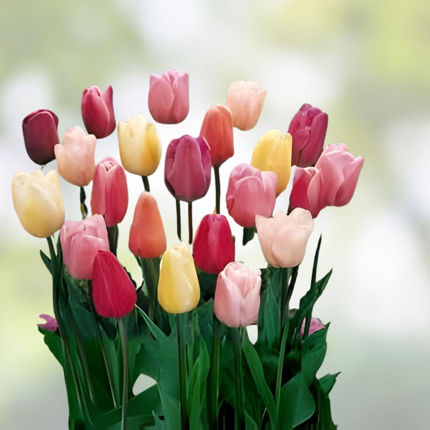 Mixed Tulip Bulbs 25 Pack | Tulipa | Spring Flower Garden | Colorful Blooming Perennials