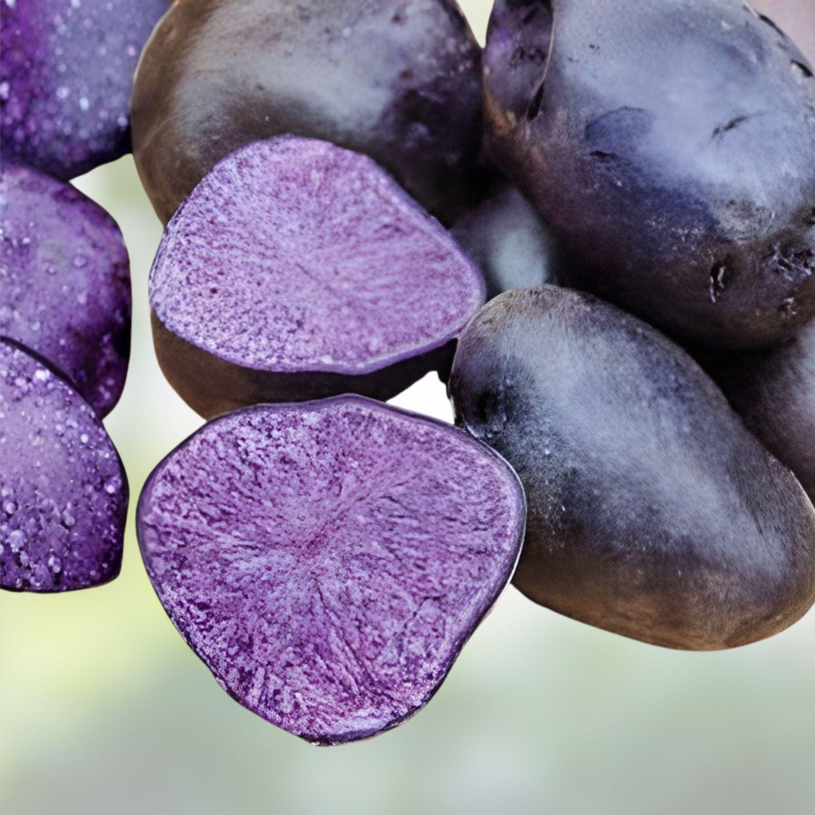 Purple Majesty Seed Potatoes 3 lbs Solanum tuberosum Purple Potato Crop for Garden Vegetables