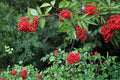 Red Elderberry Seeds – Sambucus racemosa, Berry Shrub, Deciduous Plant, Woodland Landscape, 30 Seeds