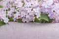Early Lilac Seeds – Syringa oblata, Purple to Pink Flowering Shrub, Deciduous Garden Plant, Spring Bloom, Hedge & Border Plant