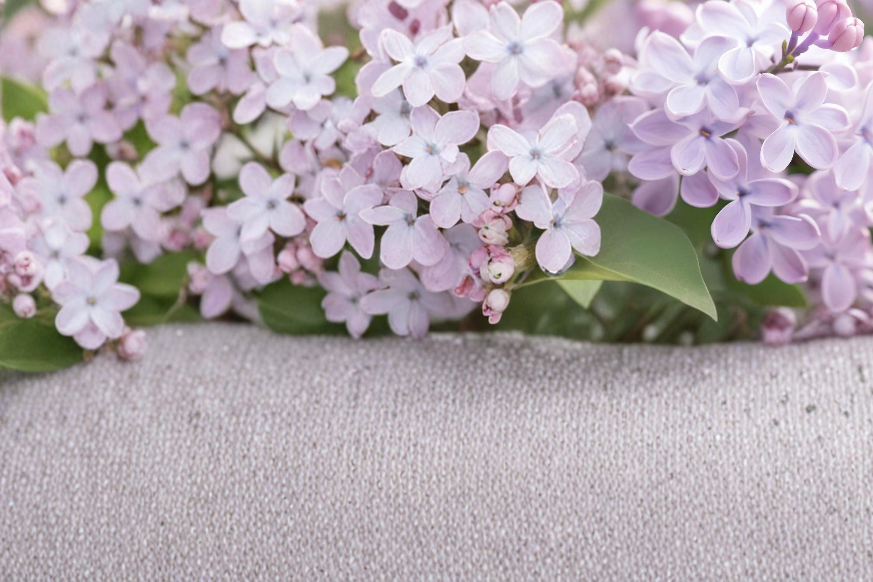 Early Lilac Seeds – Syringa oblata, Purple to Pink Flowering Shrub, Deciduous Garden Plant, Spring Bloom, Hedge & Border Plant