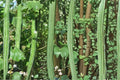 Snake Gourd Seeds – Herbaceous Climbing Vine with Long Green Fruits, Lagenaria siceraria, Fast-Growing Vegetable Plant