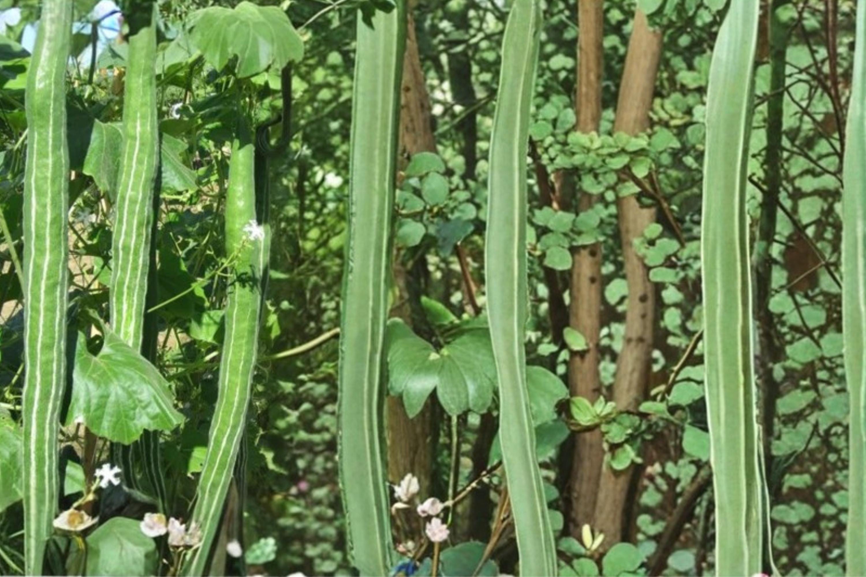 Snake Gourd Seeds – Herbaceous Climbing Vine with Long Green Fruits, Lagenaria siceraria, Fast-Growing Vegetable Plant