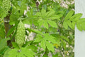 Bitter Gourd Seeds – Momordica charantia – Climbing Herbaceous Vine with Green Textured Fruits – Garden Vegetable Seed