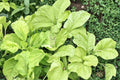 White Leaf Amaranth Seeds – Amaranthus mangostanus, Herbaceous Annual, Fast-Growing Green Foliage, Garden Bed, Full Sun, 500 Seeds