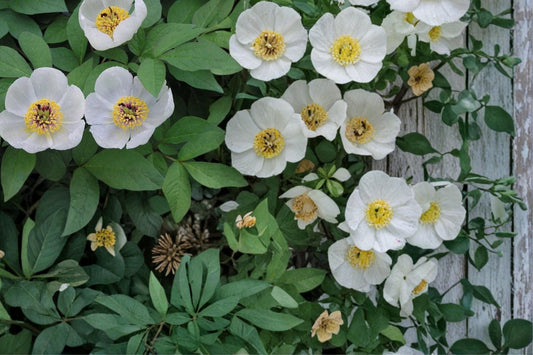 Japanese Woodland Peony Seeds – Paeonia japonica Herbaceous Perennial with White Flowers for Shade Gardens