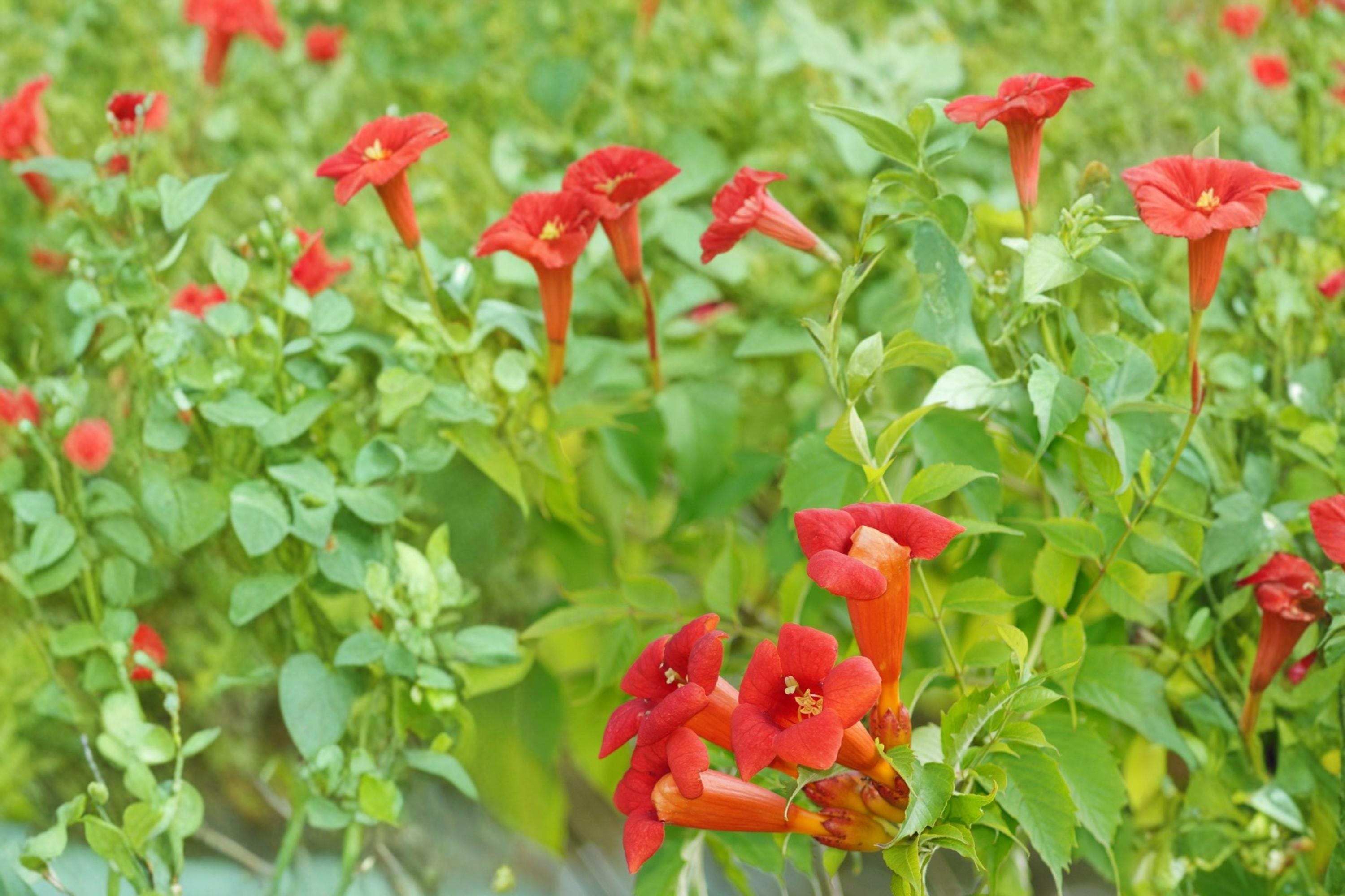 Trumpet Creeper Vine Seeds – Campsis radicans, Orange Climbing Vine for Garden, Trellis & Fence