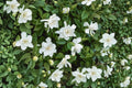 Cape Jasmine Seeds – Gardenia jasminoides Evergreen Shrub with Creamy White Flowers for Borders & Containers