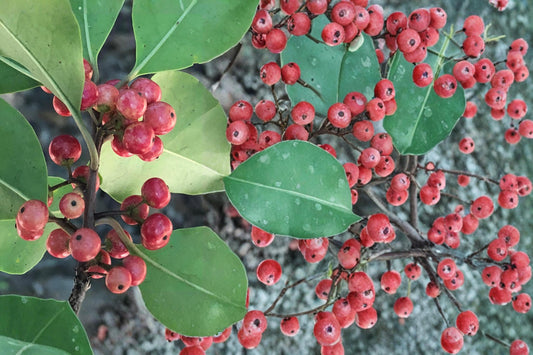 Kurogane Holly Seeds – Ilex rotunda Evergreen Tree with Glossy Foliage for Hedges and Screens, 25 Seeds