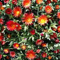 Delosperma cooperi Ice Plant Cuttings, Ruby Purple Succulent Ground Cover, Drought Tolerant Perennial for Landscaping