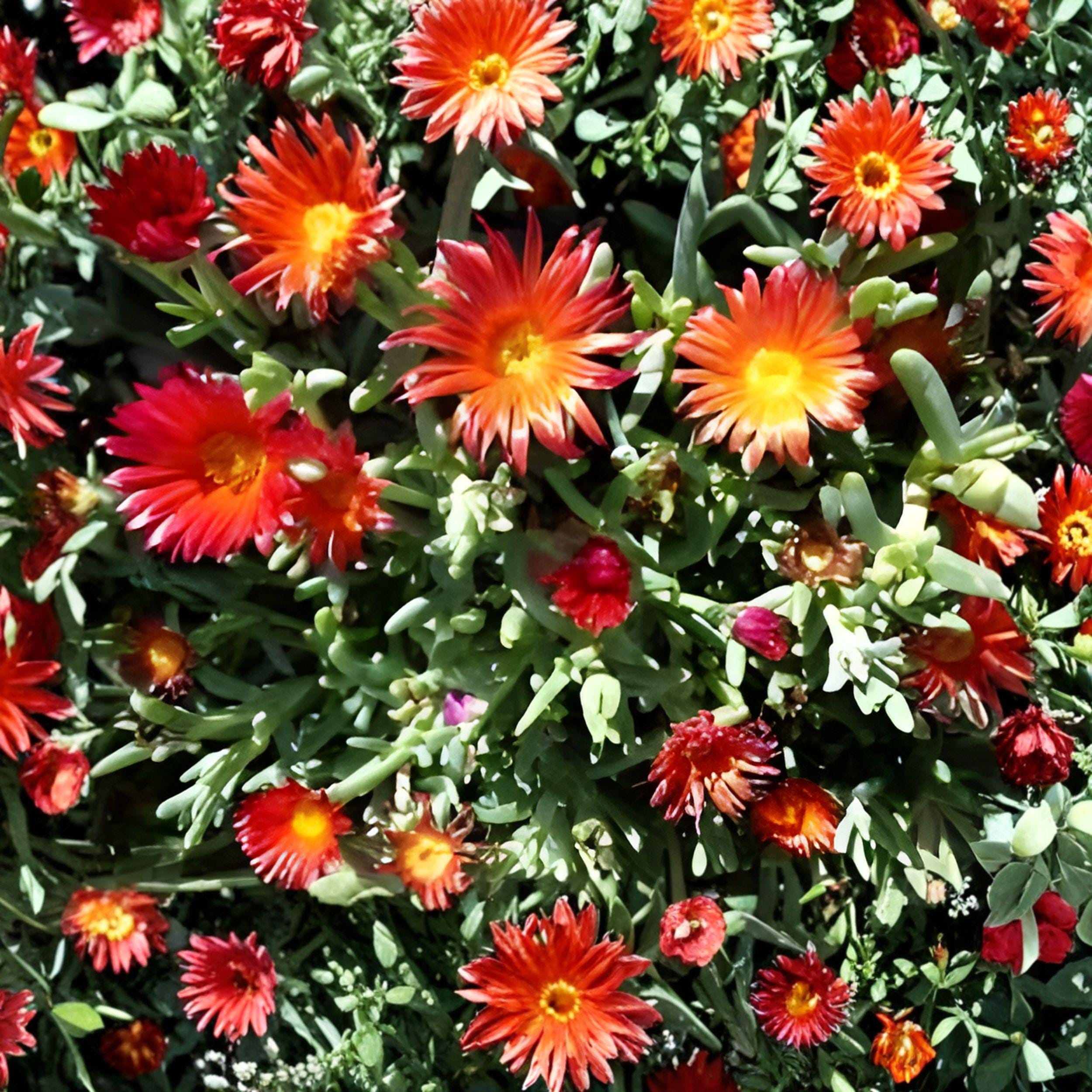 Delosperma cooperi Ice Plant Cuttings, Ruby Purple Succulent Ground Cover, Drought Tolerant Perennial for Landscaping
