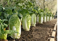 Kyoto No 3 Napa Cabbage Seeds – Japanese Chinese Lettuce Bok Choy Variety, Heirloom Asian Vegetable Seeds for Garden Planting