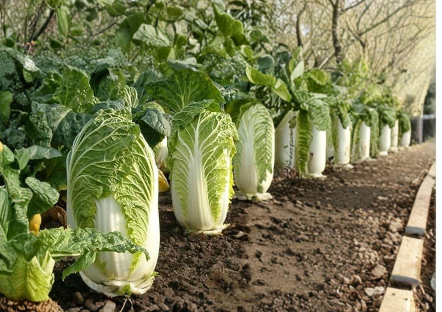 Kyoto No 3 Napa Cabbage Seeds – Japanese Chinese Lettuce Bok Choy Variety, Heirloom Asian Vegetable Seeds for Garden Planting