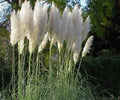 White Pampas Grass Live Plants - 3 Plugs, Ornamental Tall Perennial for Landscaping & Dried Arrangements, Cortaderia Selloana