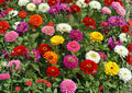 California Giant Zinnia Seeds, Mixed Colors, Large Bloom Heirloom Flower Seeds for Garden, Vibrant Summer Cut Flowers, Fast Growing