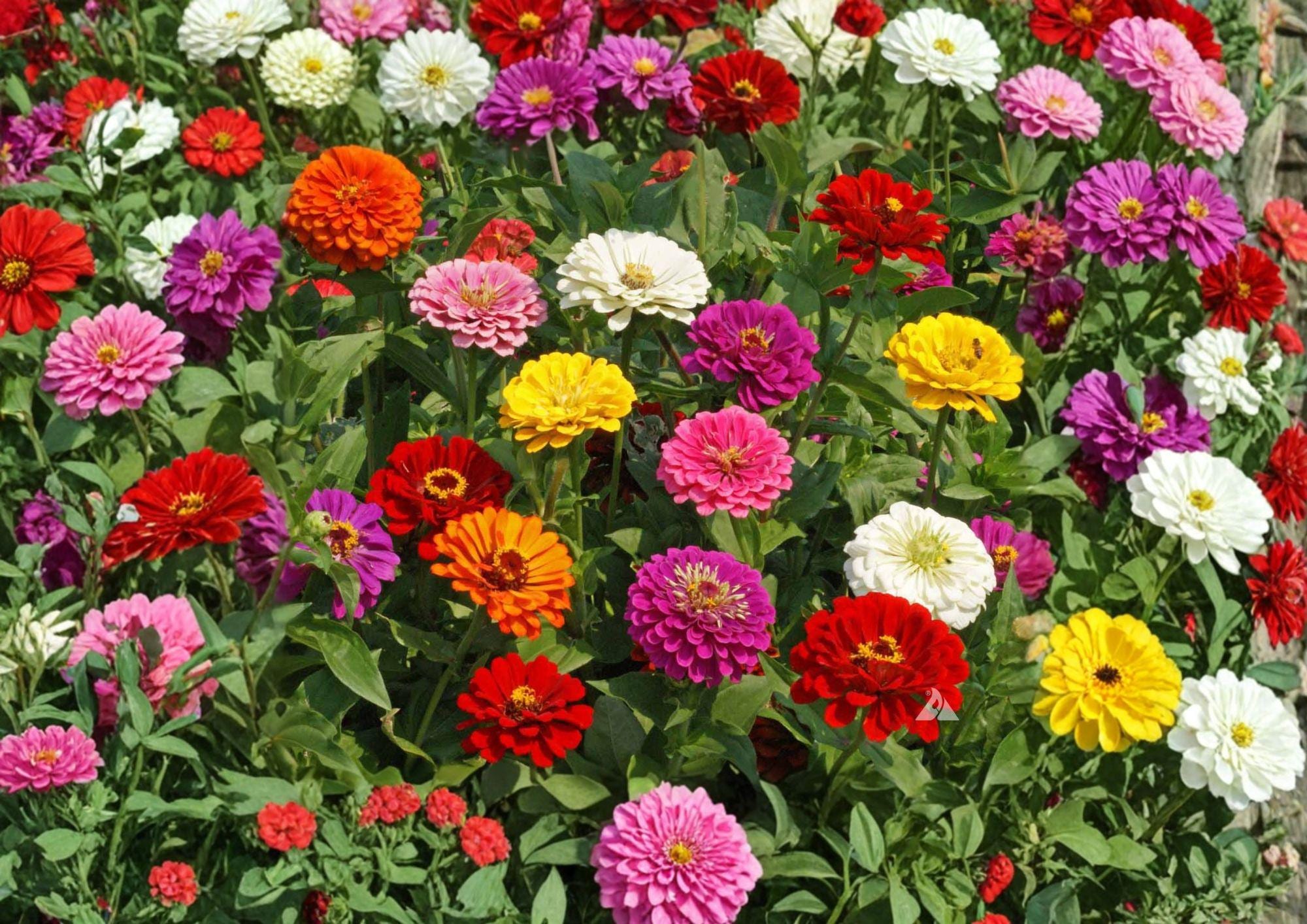 California Giant Zinnia Seeds, Mixed Colors, Large Bloom Heirloom Flower Seeds for Garden, Vibrant Summer Cut Flowers, Fast Growing