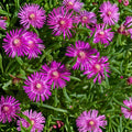Delosperma cooperi Ice Plant Cuttings, Purple Pink Succulent Ground Cover, Unrooted Propagation Plants, Drought Tolerant, Rock Garden