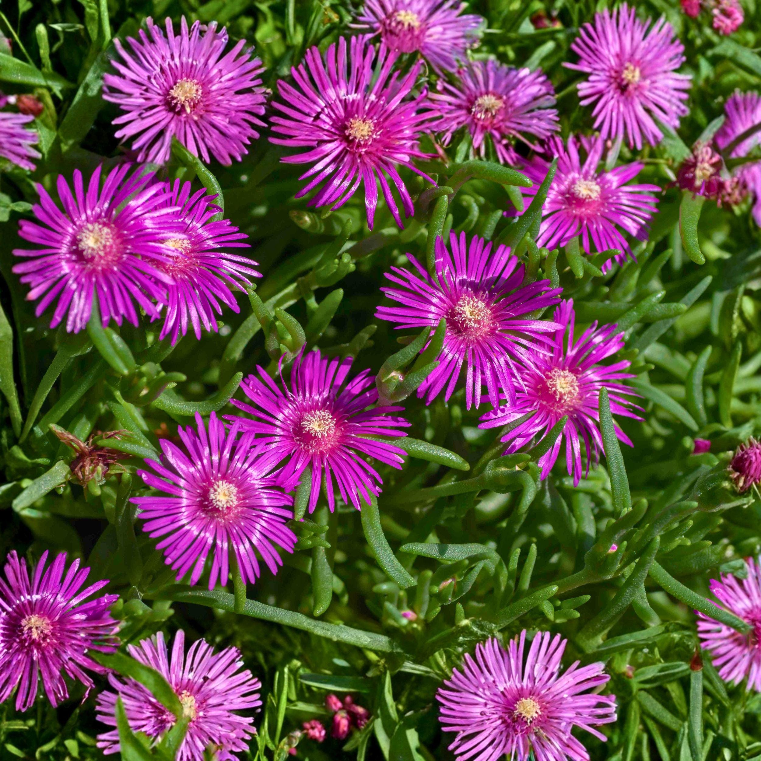 Delosperma cooperi Ice Plant Cuttings, Purple Pink Succulent Ground Cover, Unrooted Propagation Plants, Drought Tolerant, Rock Garden