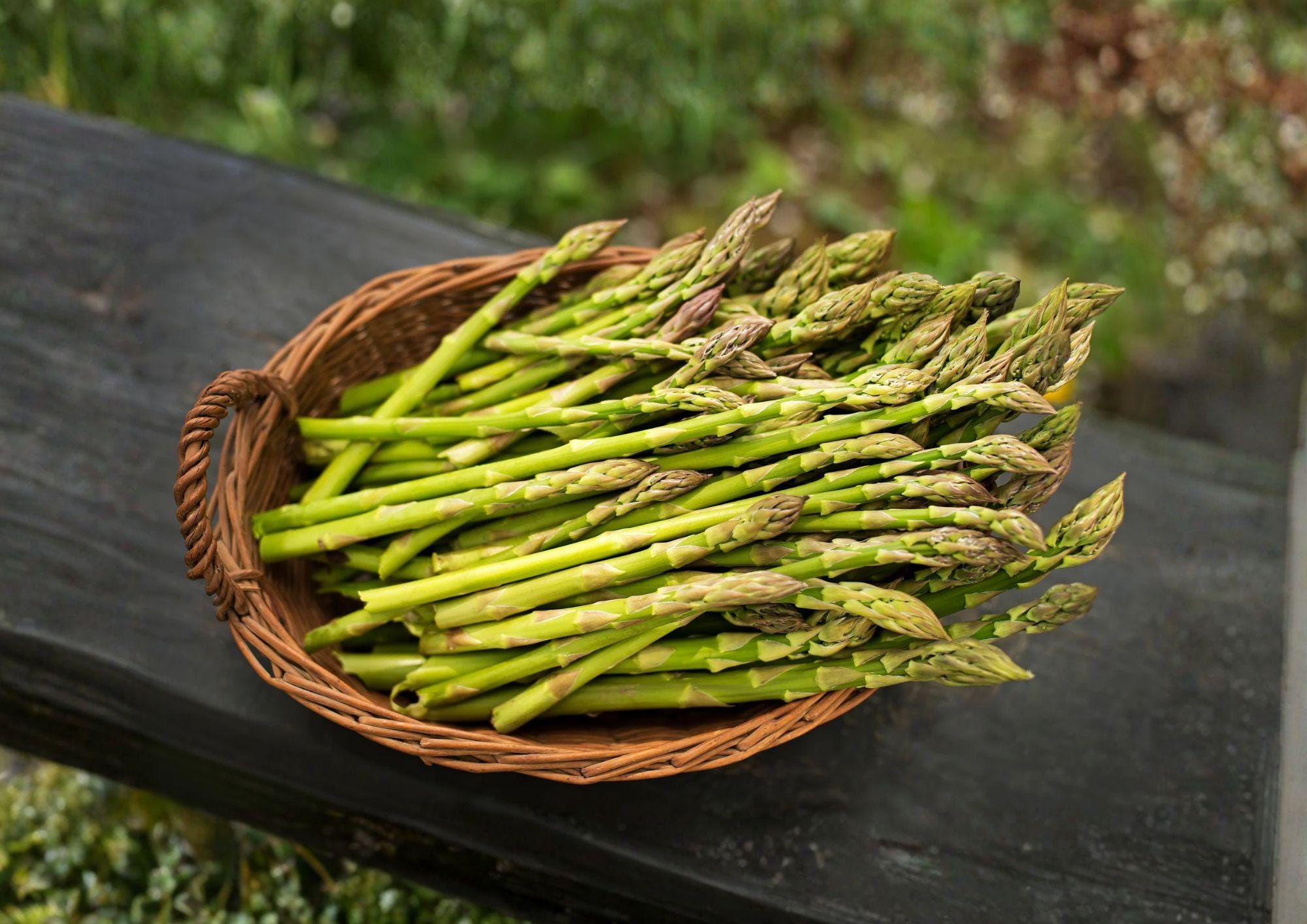 100+ UC72 Asparagus Seeds Mary’s Granddaughter Heirloom Organic Non-GMO Vegetable Seeds for Garden Planting